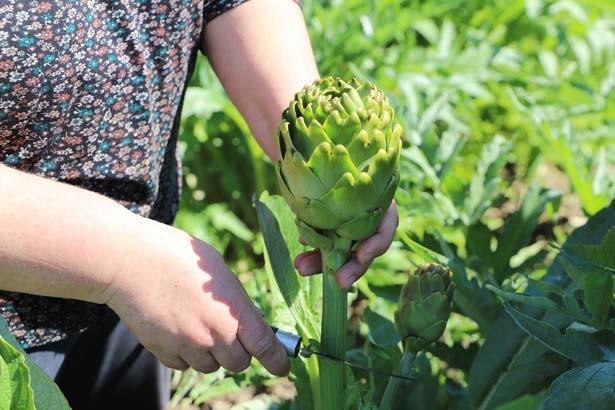 Babasının 5 dönümünde büyüyen servet Kazancı çok yüksek bir ürün