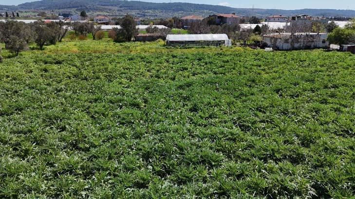 Babasının 5 dönümünde büyüyen servet Kazancı çok yüksek bir ürün