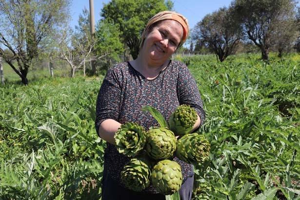 Babasının 5 dönümünde büyüyen servet Kazancı çok yüksek bir ürün