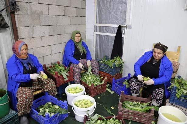 Babasının 5 dönümünde büyüyen servet Kazancı çok yüksek bir ürün