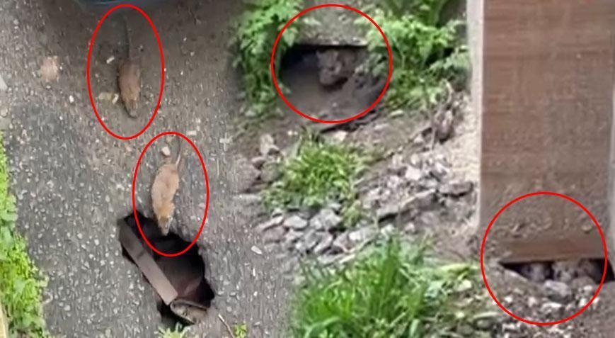 Mahallede büyük panik! Her yerde cirit atıyorlar: Fare istilasına uğradık