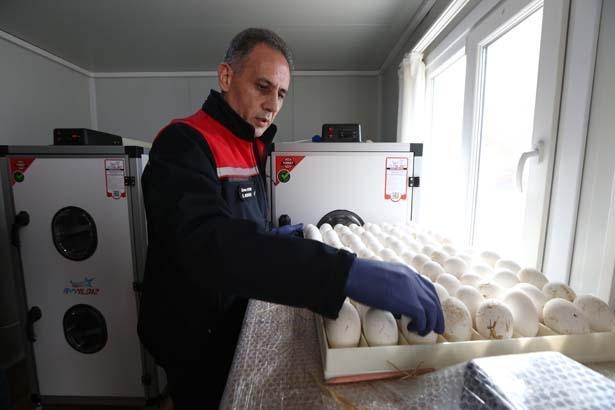 1500 yumurtanın sırrı Tek tek köyleri gezip topladılar... Türkiyede bir ilk