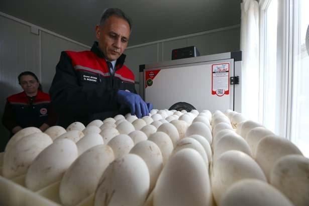 1500 yumurtanın sırrı Tek tek köyleri gezip topladılar... Türkiyede bir ilk
