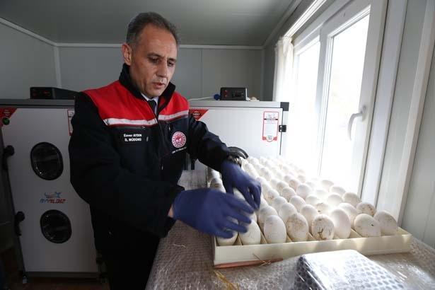 1500 yumurtanın sırrı Tek tek köyleri gezip topladılar... Türkiyede bir ilk