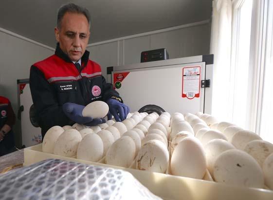 1500 yumurtanın sırrı Tek tek köyleri gezip topladılar... Türkiyede bir ilk