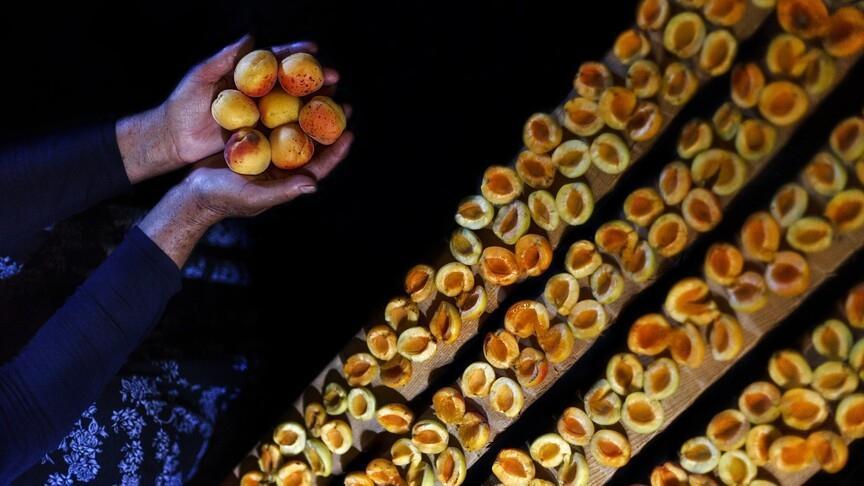 Malatya'dan 66 milyon dolarlık kuru kayısı ihracatı