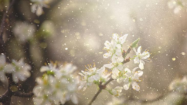 Sadece bir hapşırık mı, yoksa bağışıklık savaşı mı? İşte polen alerjisinin perde arkası