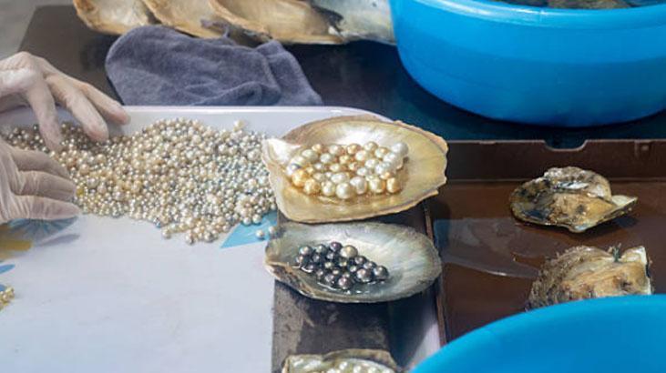 İnsan eli değmiyor: İstiridyeler nasıl inci yapar