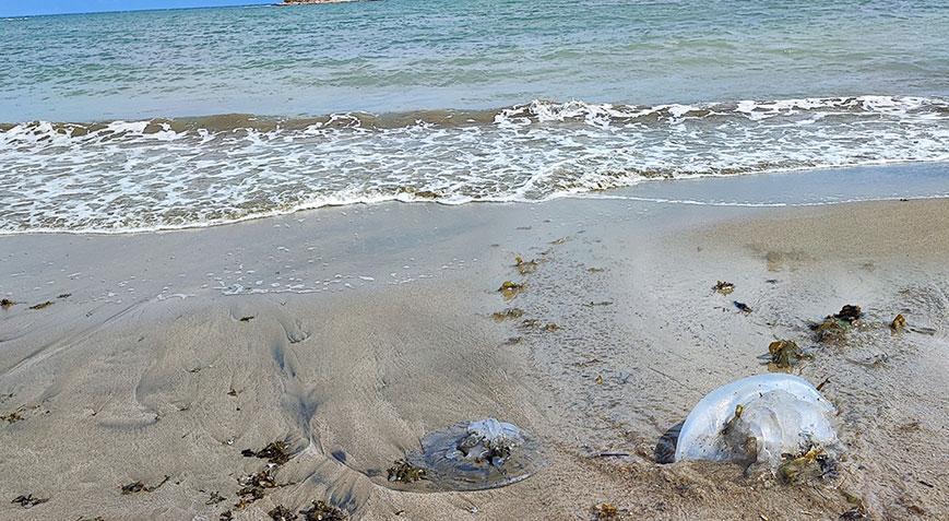 Sahil şeridini istila ettiler! Dehşete düşüren görüntüyü gören telefona sarıldı
