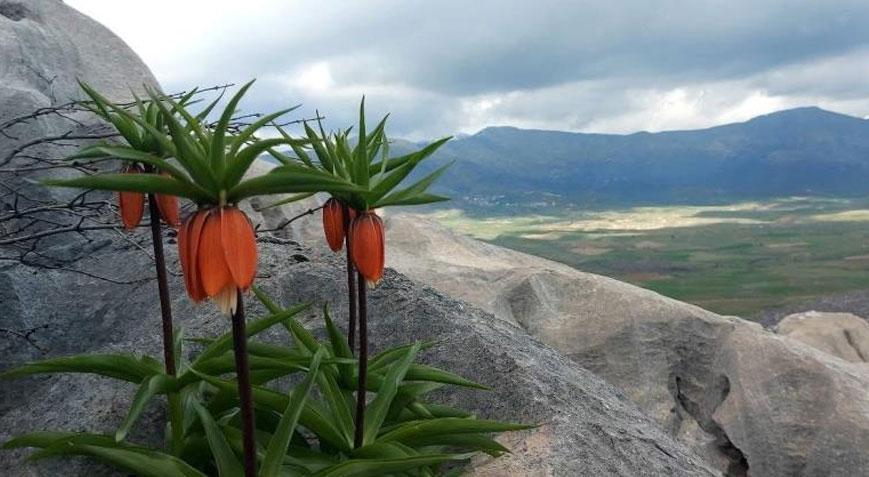 Yöre halkı başında nöbet bekliyor! Tek bir hata 700 bin TL'ye mal oluyor