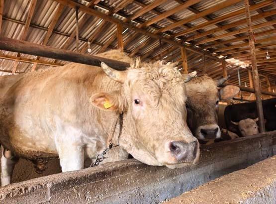 Kurban pazarının devi: Fiyatı duyanlar iki kere bakıyor: Neredeyse bir araba fiyatı'