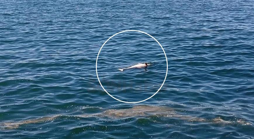 Karadeniz sahilinde bulundu! Gören telefona sarıldı