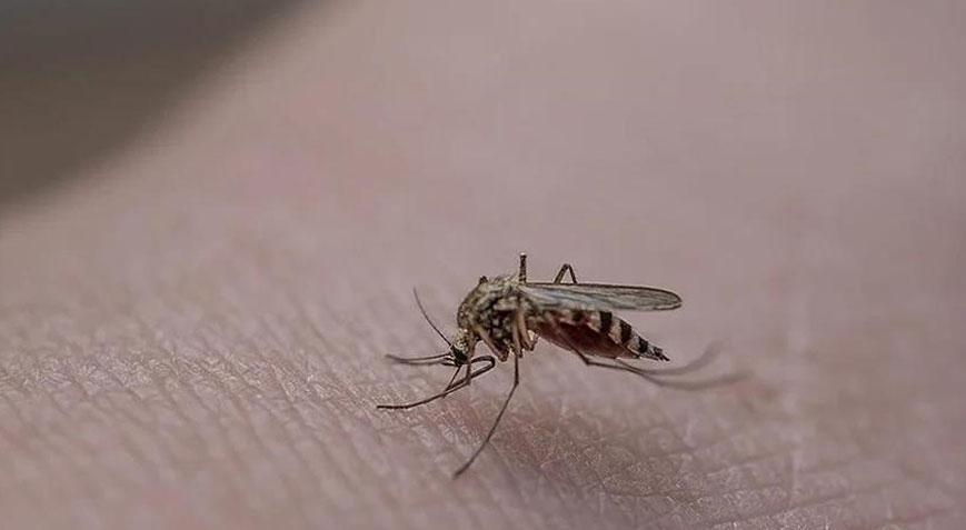 İstanbul Valiliği’nden kritik uyarı! Haşereyle mücadelede yeni dönem başlıyor