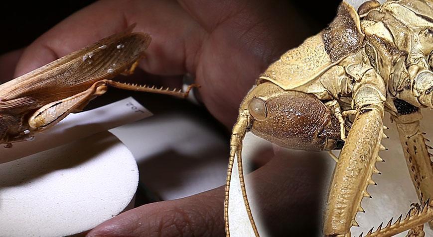 Bilim dünyası şaşkın! 6 yıl süren araştırma herkesi şaşırttı: ‘Sadece Bingöl'e ait’