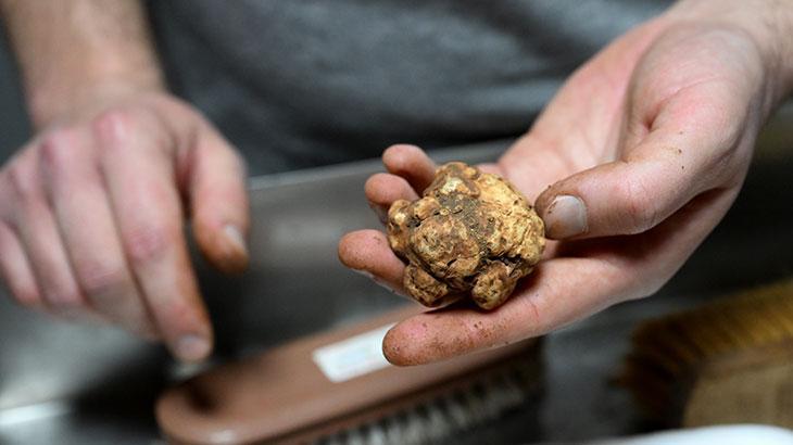 İtalya'dan geldi, 7 ilden topluyor: Kilosu 150 euro... Toprağın altındaki servet