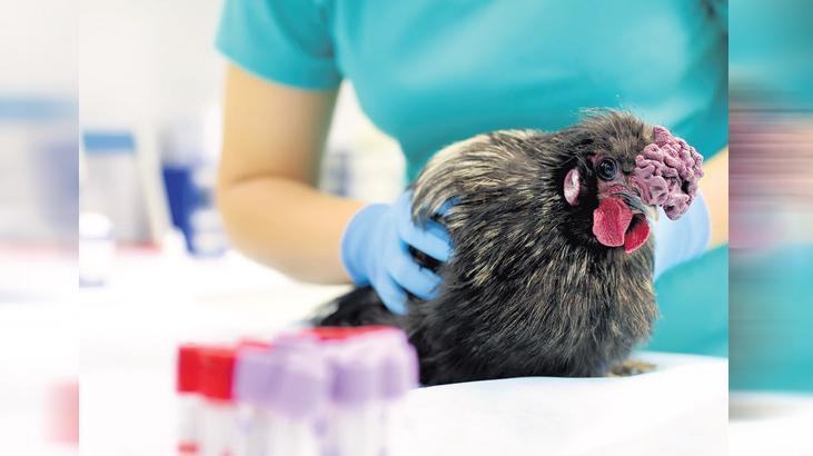 Kuş gribi için tedbirler artıyor