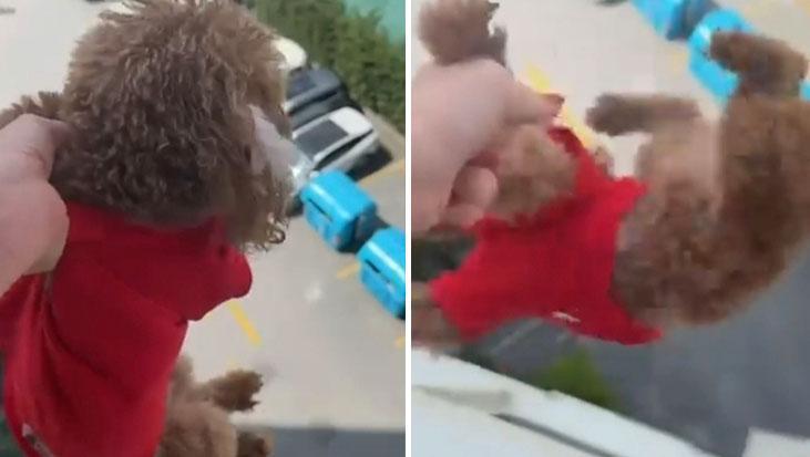 Başakşehir'de skandal görüntü! Pencereden sarkıttığı köpeğini cama vurdu: Hadi gel kurtarsana