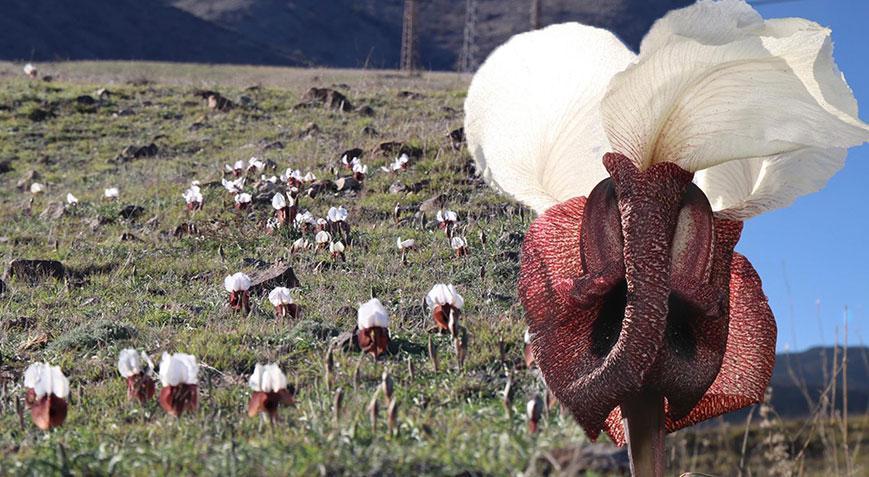 Sadece üç ilde yetişiyor: Baharın gizli mücevheri açtı