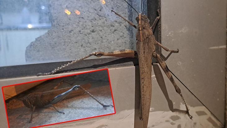 Gören bir daha baktı! Diyarbakır'da dev boyutlu çekirge gece cama çarptı: Tam 25 cm