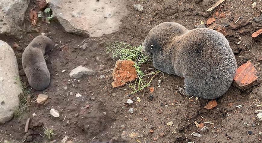 Yer: Diyarbakır! Ortaya çıkan canlı bilim insanlarını şaşırttı: Çok nadir yeryüzüne çıkarlar