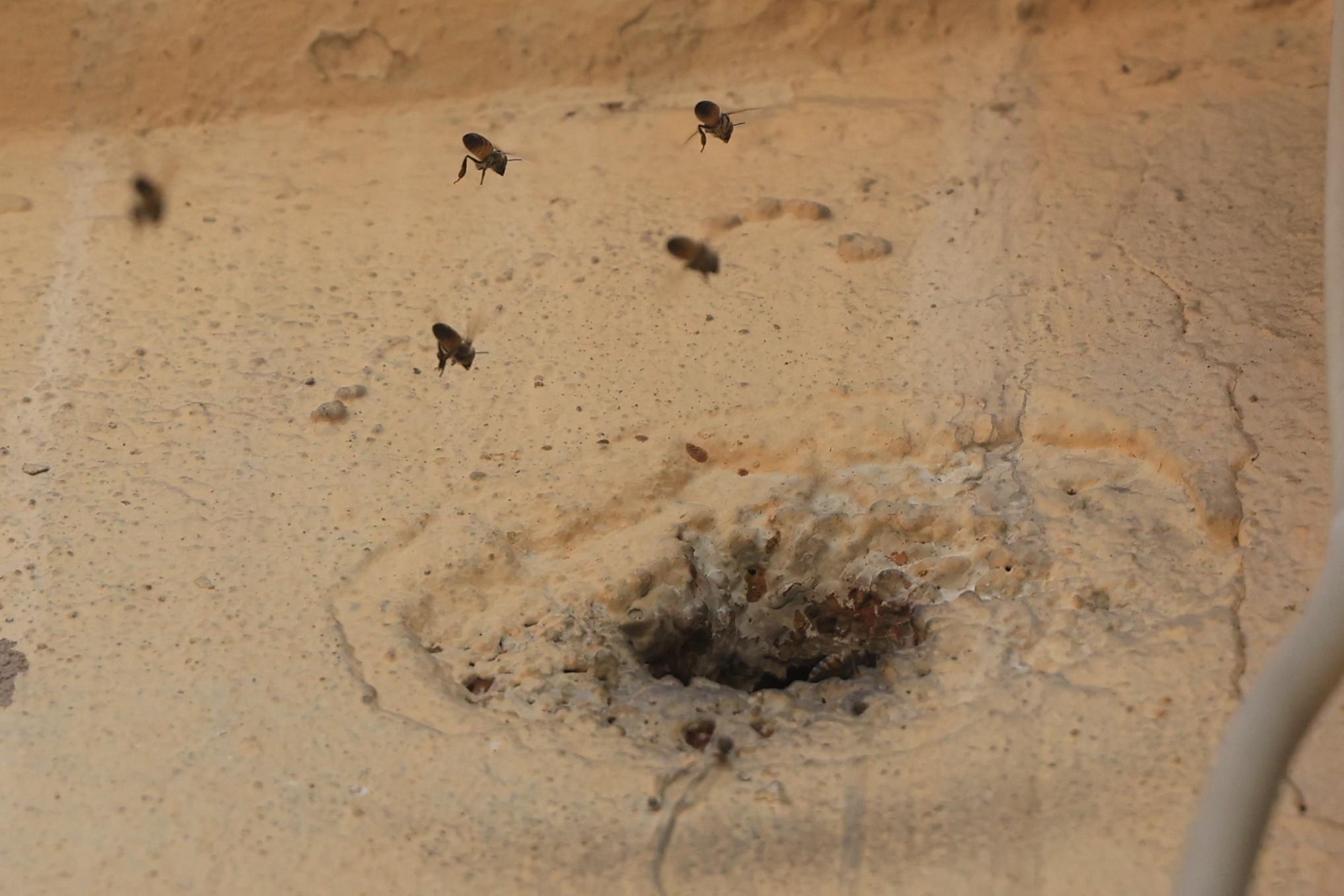 Duvar deliğinden çıktılar, mahalleyi sardılar! Çocukların attığı taşlar arıları kızdırdı