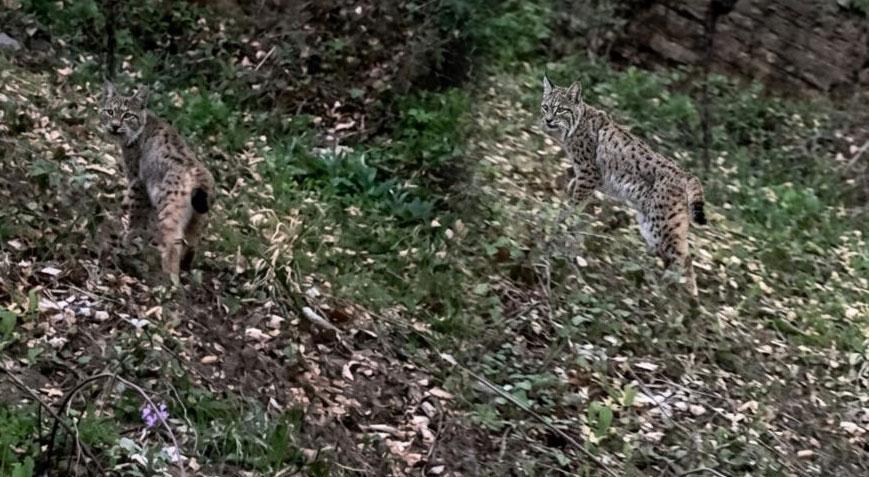 Kimse beklemiyordu ama gözlerini dört açtılar! Dağ yolunda karşılarına çıktı
