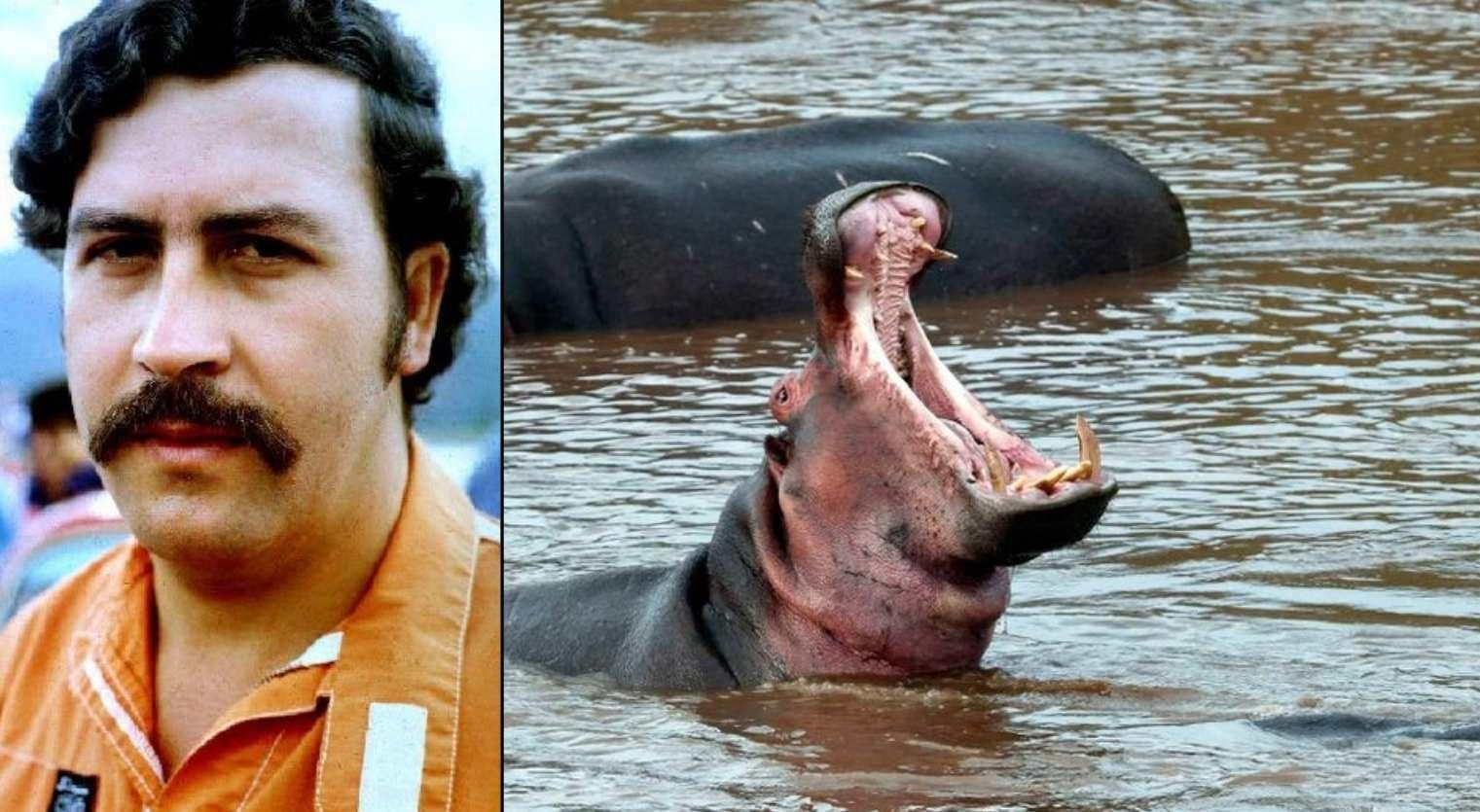 Escobar'ın itlaf edilmek istenen 80 su aygırına milyoner talip! 'Nerede doğacaklarını seçmediler'