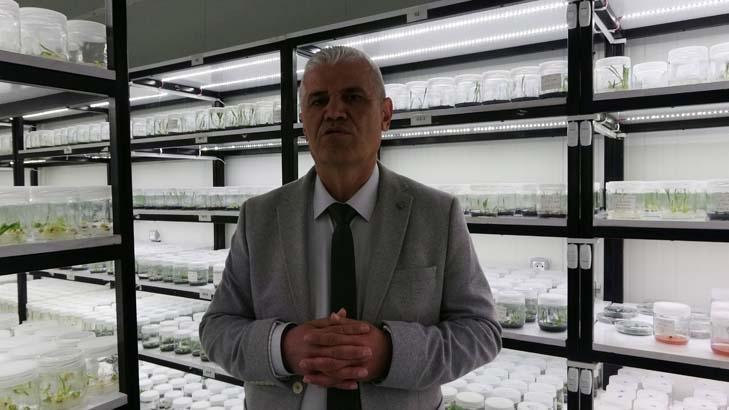 Bir bitkiden 5 yeni bitki Doğada koparılması yasak: ‘Süreç 6 ay sürüyor’
