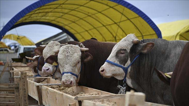 Kurban nasıl kesilir? Kurban keserken nelere dikkat etmek gerekir? İşte merak edilen soruların yanıtı...