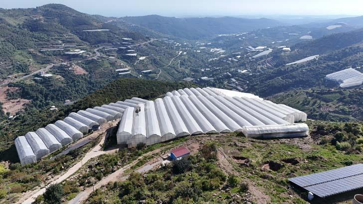 Evlenip Antalya’ya yerleşti, hayatı değişti Dalında olgunlaşıyor, özel kılıflarla toplanıyor: Kilosu 90 TL