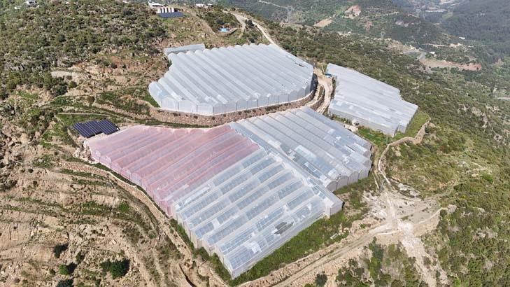 Evlenip Antalya’ya yerleşti, hayatı değişti Dalında olgunlaşıyor, özel kılıflarla toplanıyor: Kilosu 90 TL