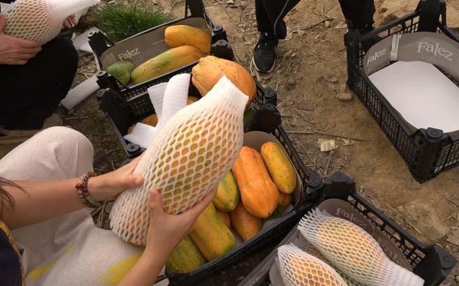 Evlenip Antalya’ya yerleşti, hayatı değişti Dalında olgunlaşıyor, özel kılıflarla toplanıyor: Kilosu 90 TL