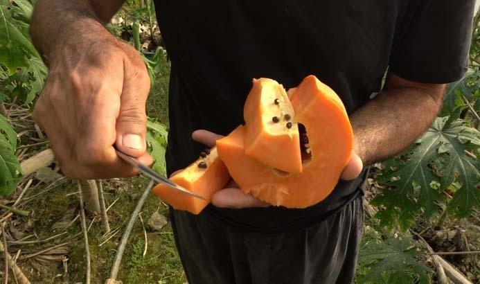 Evlenip Antalya’ya yerleşti, hayatı değişti Dalında olgunlaşıyor, özel kılıflarla toplanıyor: Kilosu 90 TL
