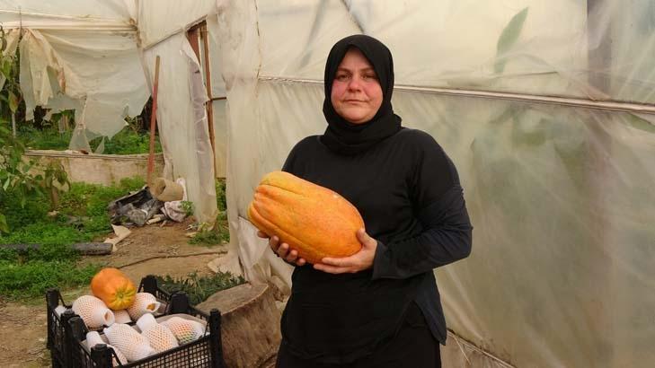 Evlenip Antalya’ya yerleşti, hayatı değişti Dalında olgunlaşıyor, özel kılıflarla toplanıyor: Kilosu 90 TL