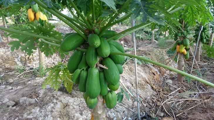 Evlenip Antalya’ya yerleşti, hayatı değişti Dalında olgunlaşıyor, özel kılıflarla toplanıyor: Kilosu 90 TL