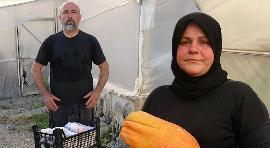 Evlenip Antalya’ya yerleşti, hayatı değişti! Dalında olgunlaşıyor, özel kılıflarla toplanıyor: Kilosu 90 TL