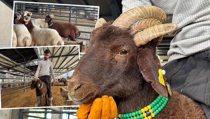Annesi 6, kendisi 5 boynuzlu! Kurban pazarının gözdesi kuzunun fiyatı dudak uçuklattı