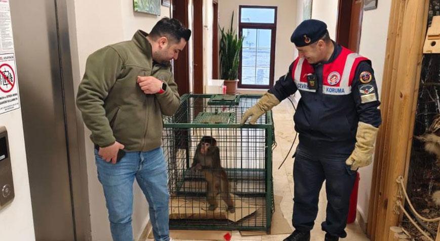 Köy yolunda büyük şok Rhesus maymunu Yozgat’ta ortaya çıktı