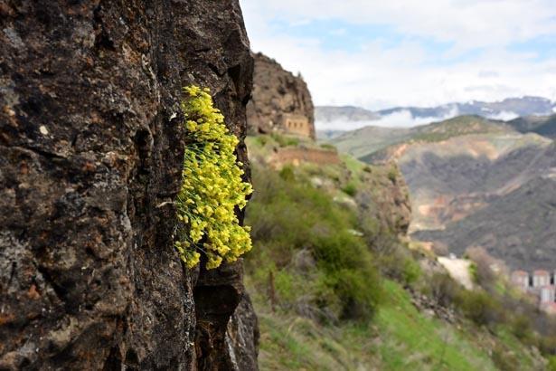 DRABA (DOLAMA) ÇİÇEĞİ NEDİR