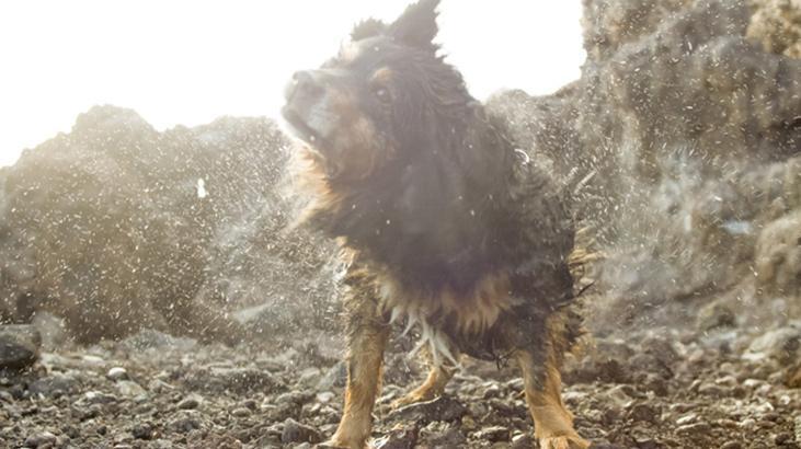 Islak köpekler neden silkinir