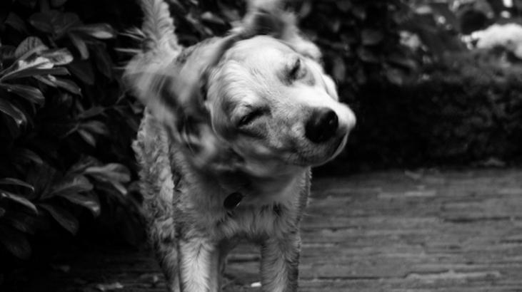 Islak köpekler neden silkinir
