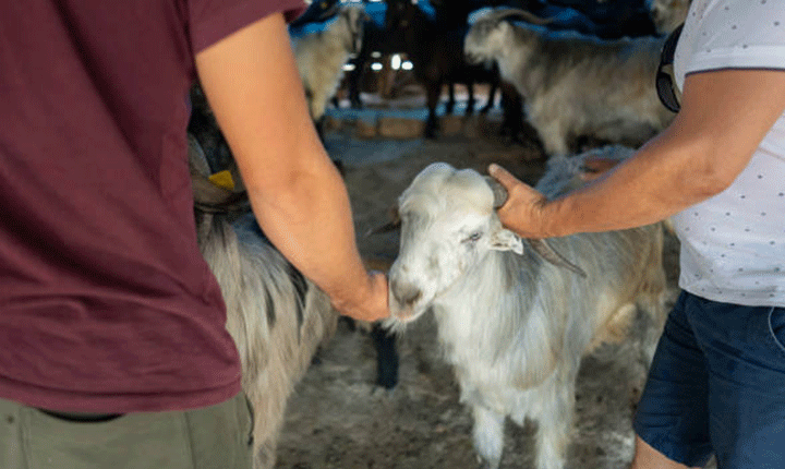 Kurban Süreçleri Hakkında