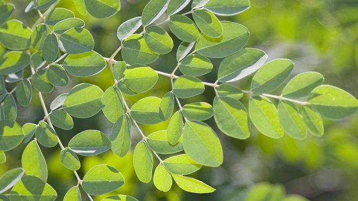 Moringa, suyun içindeki bütün mikroplastiği temizliyor Su arıtımında yeni dönem olabilir mi