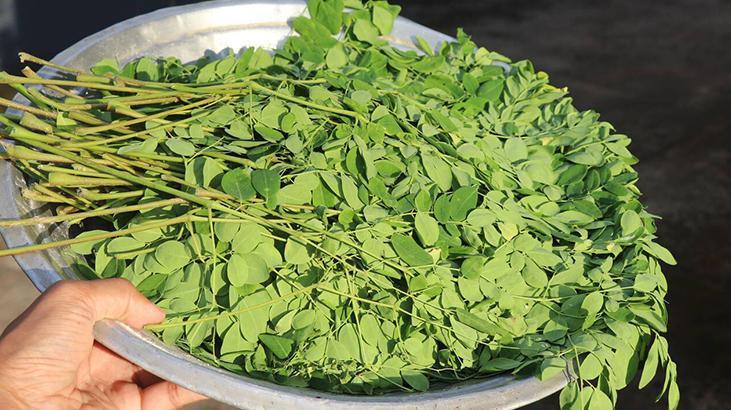 Moringa, suyun içindeki bütün mikroplastiği temizliyor Su arıtımında yeni dönem olabilir mi