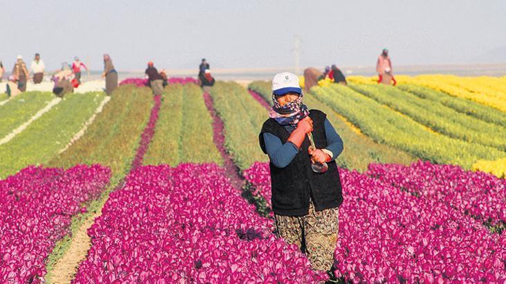 Kırsal Kalkınma Yatırım Programı’nda son başvuru tarihi 12 Haziran