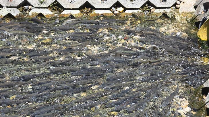 Van Gölünün gizli yolcuları Yüzyıllık hasret bitti: ‘Dünyada başka bir yerde görmeniz mümkün değil’