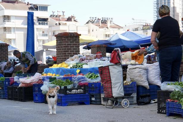 80 yaşındaki çiftin hayatını değiştiren sıra dışı arkadaş: Her gün 2 kilometre yürüyor