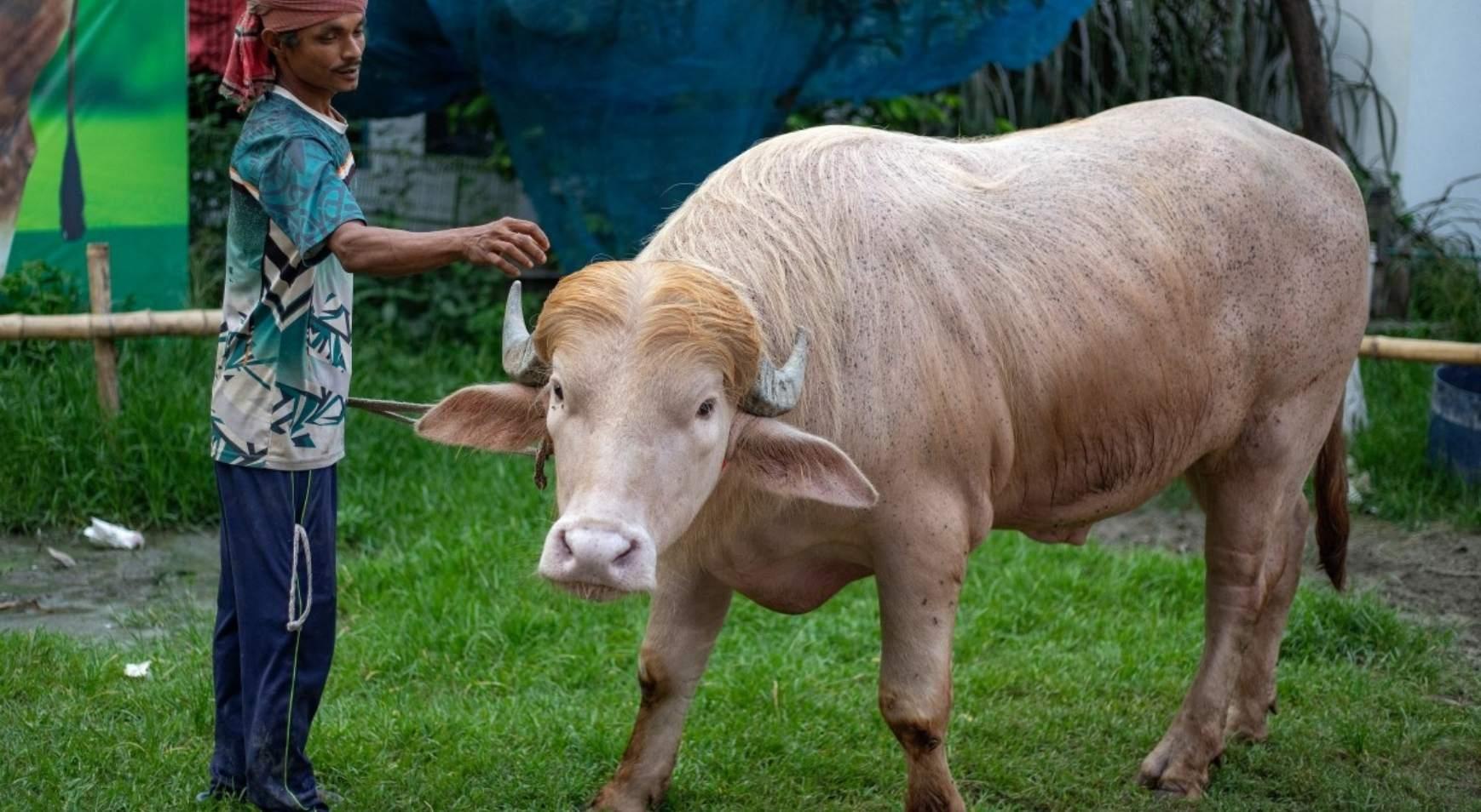 Trumpa benzeyen boğa viral oldu 700 kilogram ağırlığında, Kurban Bayramında kesilecek Trumpa benzeyen boğa viral oldu 700 kilogram ağırlığında, Kurban Bayramında kesilecek