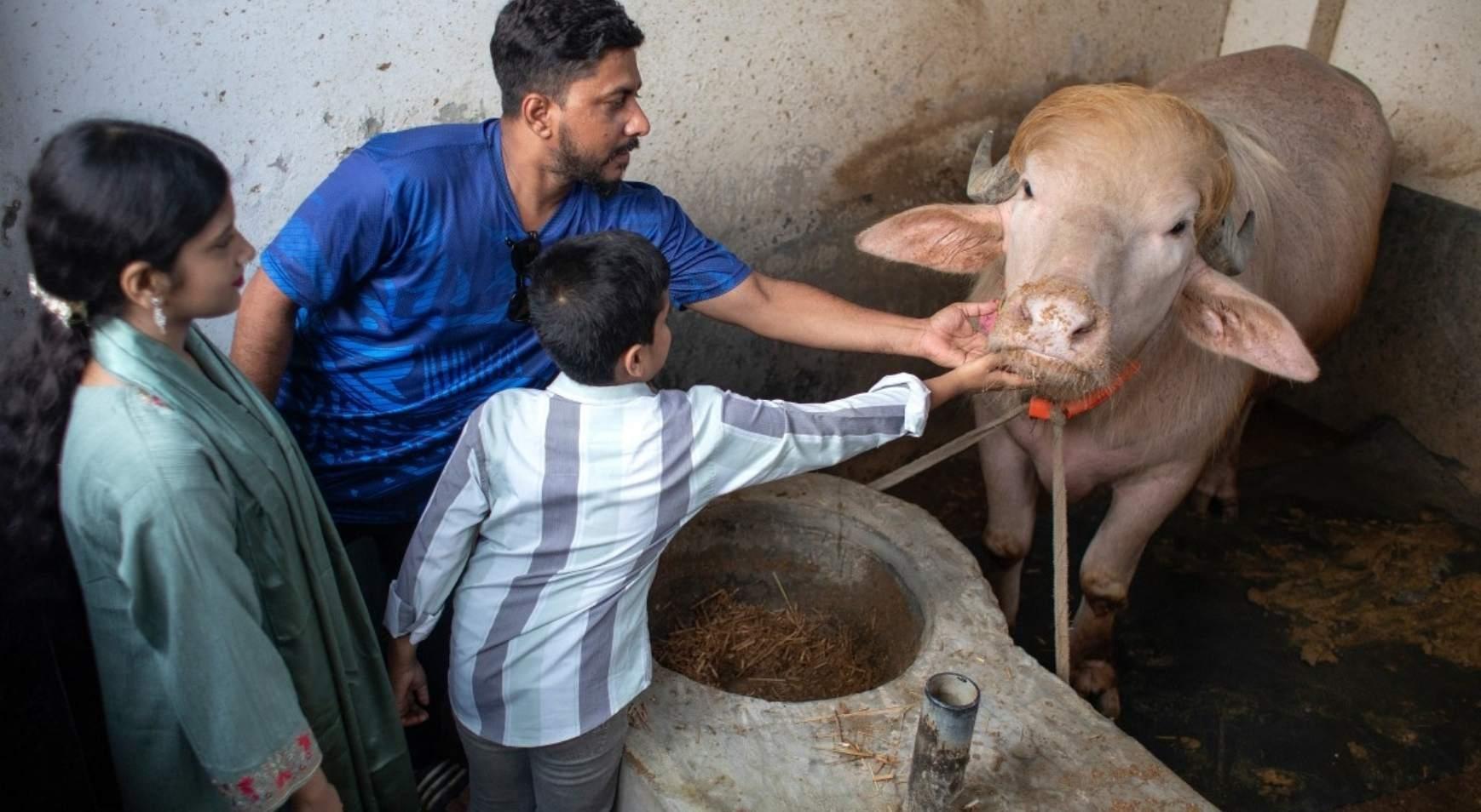 Trumpa benzeyen boğa viral oldu 700 kilogram ağırlığında, Kurban Bayramında kesilecek Trumpa benzeyen boğa viral oldu 700 kilogram ağırlığında, Kurban Bayramında kesilecek