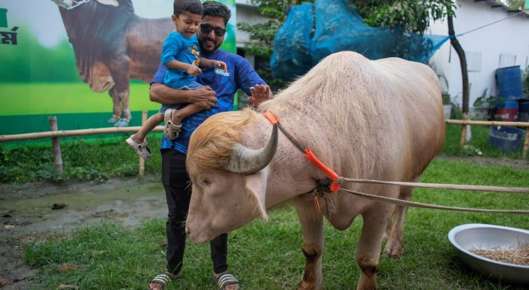 Trumpa benzeyen boğa viral oldu 700 kilogram ağırlığında, Kurban Bayramında kesilecek Trumpa benzeyen boğa viral oldu 700 kilogram ağırlığında, Kurban Bayramında kesilecek